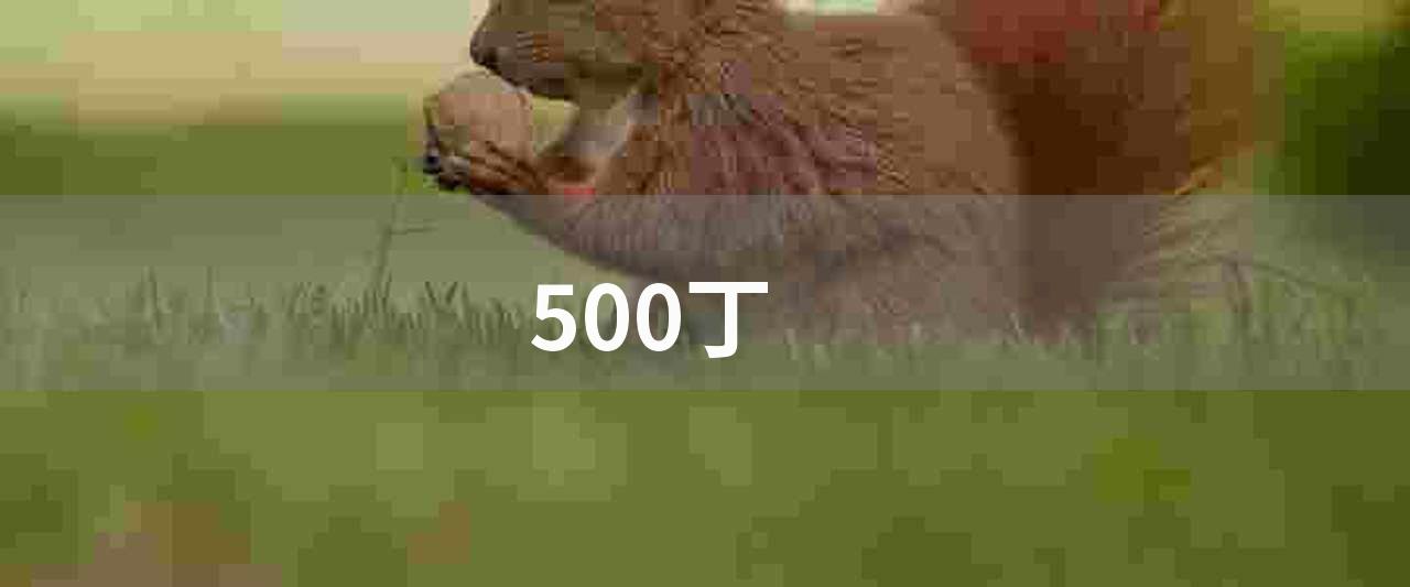 500丁